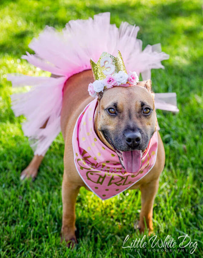 Pitbull celebrating birthday in pink tutu and tiara.