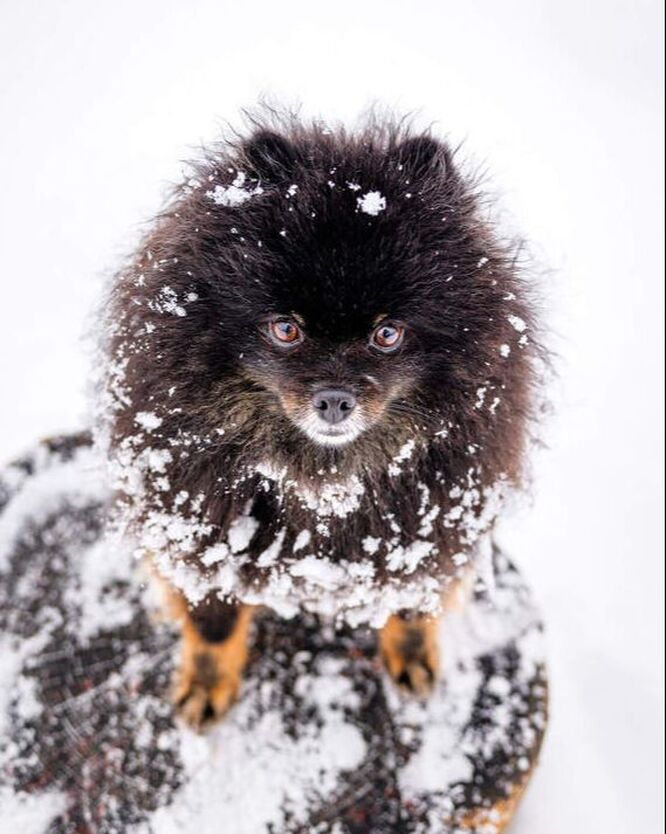 Black Pomeranian looking up at the camera while covered in snow.