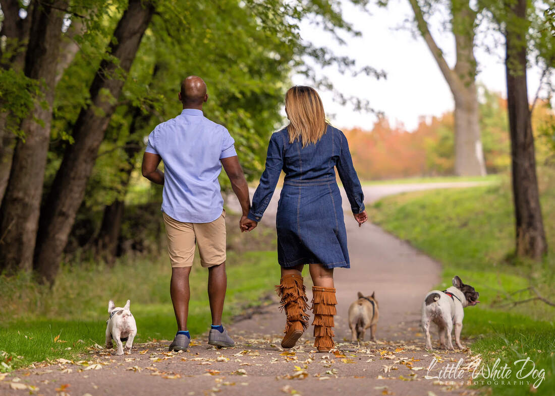 Couple walking along a path away from the camera with their 3 french bulldogs.