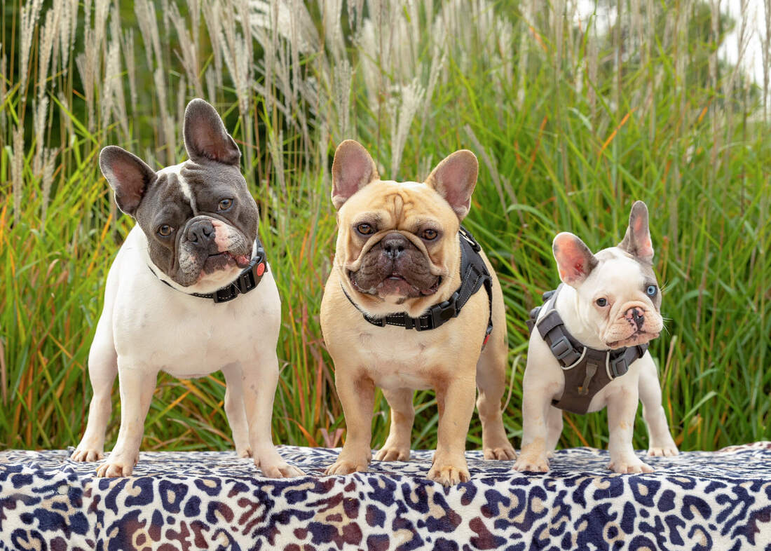 Three Frenchies standing on a leopard print bench.