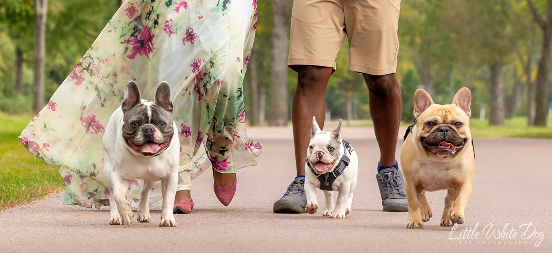 Three french bulldogs walking with their owners.