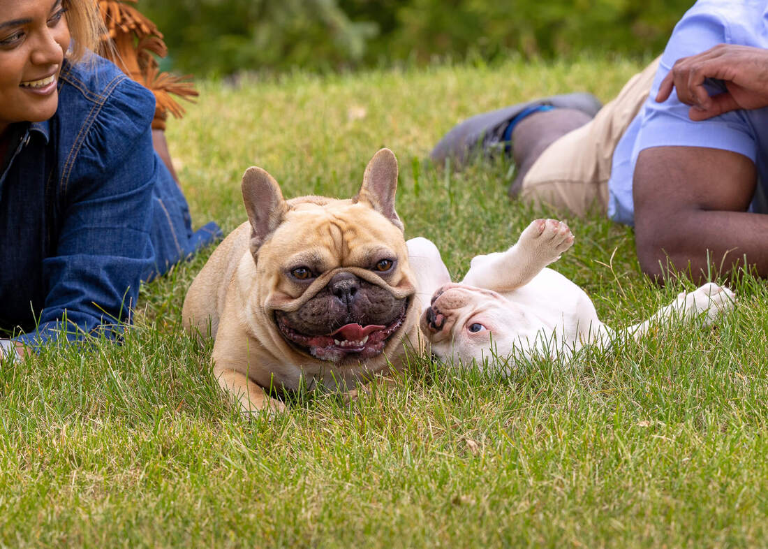 French bulldog puppy playing with another french bulldog in the grass.
