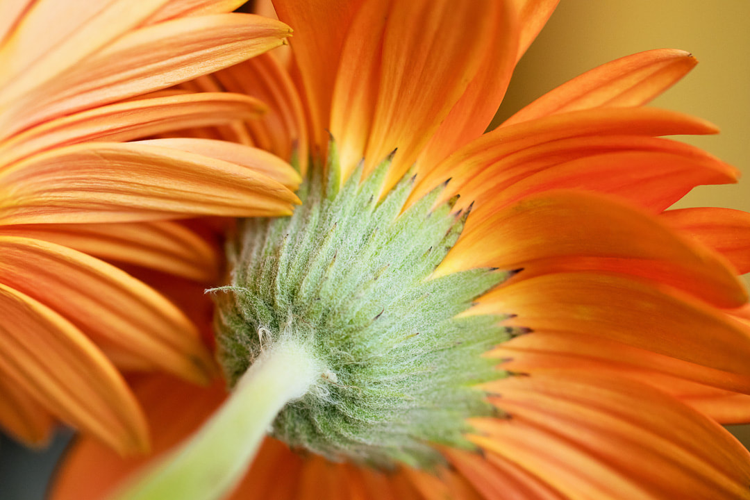 Close-up-picture-of-orange-gerber-daisy