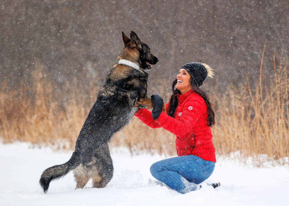 German shepherd with human in the snow