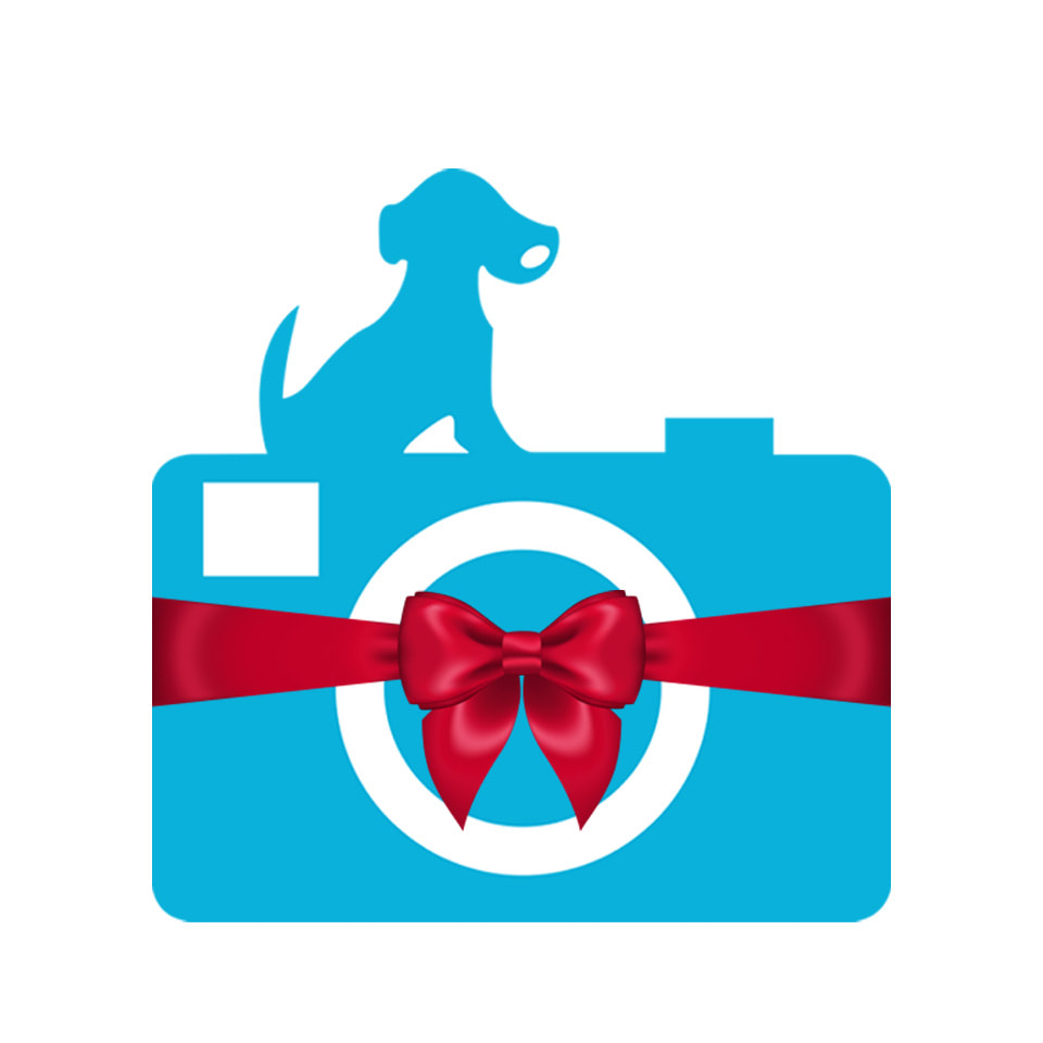 Little White Dog Pet Photography Gift Certificates