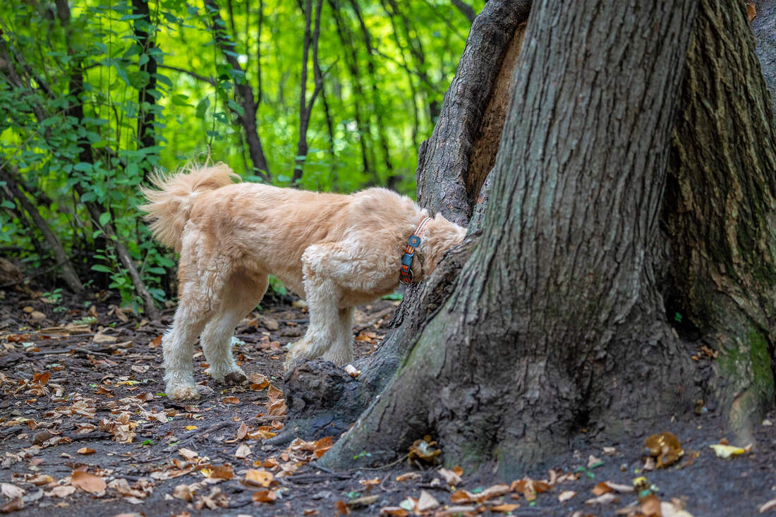 Golden doodle looking to the trunk of a hollowed out tree.