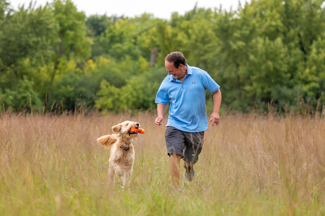 Golden doodle running through a field with his owner while holding an orange toy in his mouth.