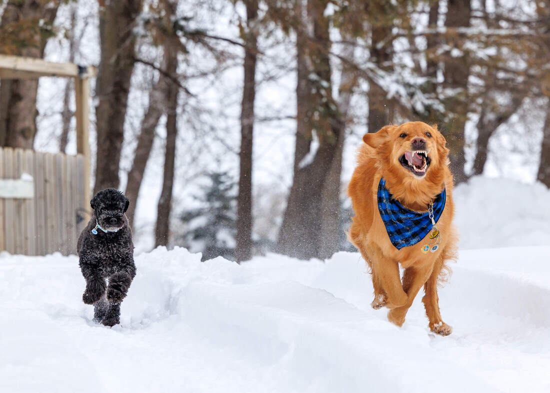 Golden retriever and miniature poodle running in the snow