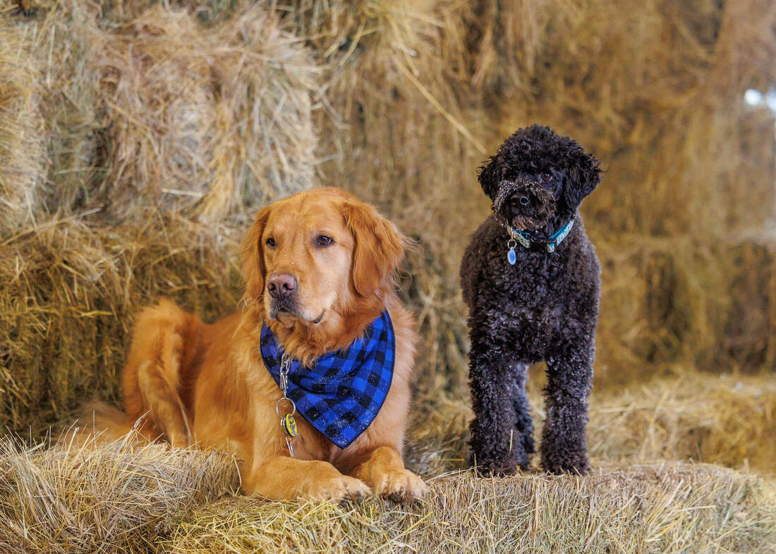 Golden retriever and miniature black poodle posing on hay bales