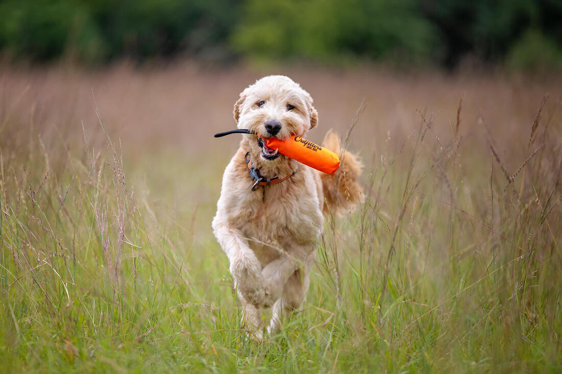 Golden doodle running through a field with an orange toy in his mouth.