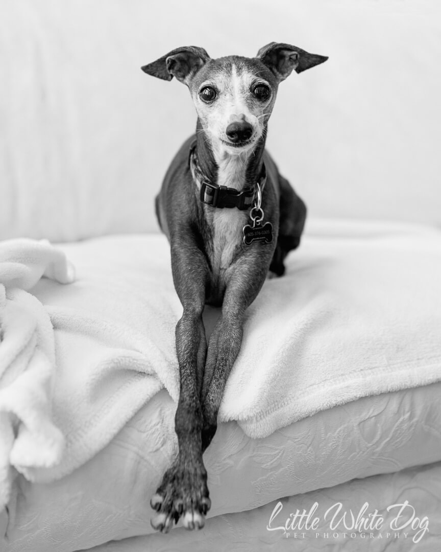 Black and white picture of an Italian Greyhound sitting on a couch looking directly at the camera with his legs crossed.