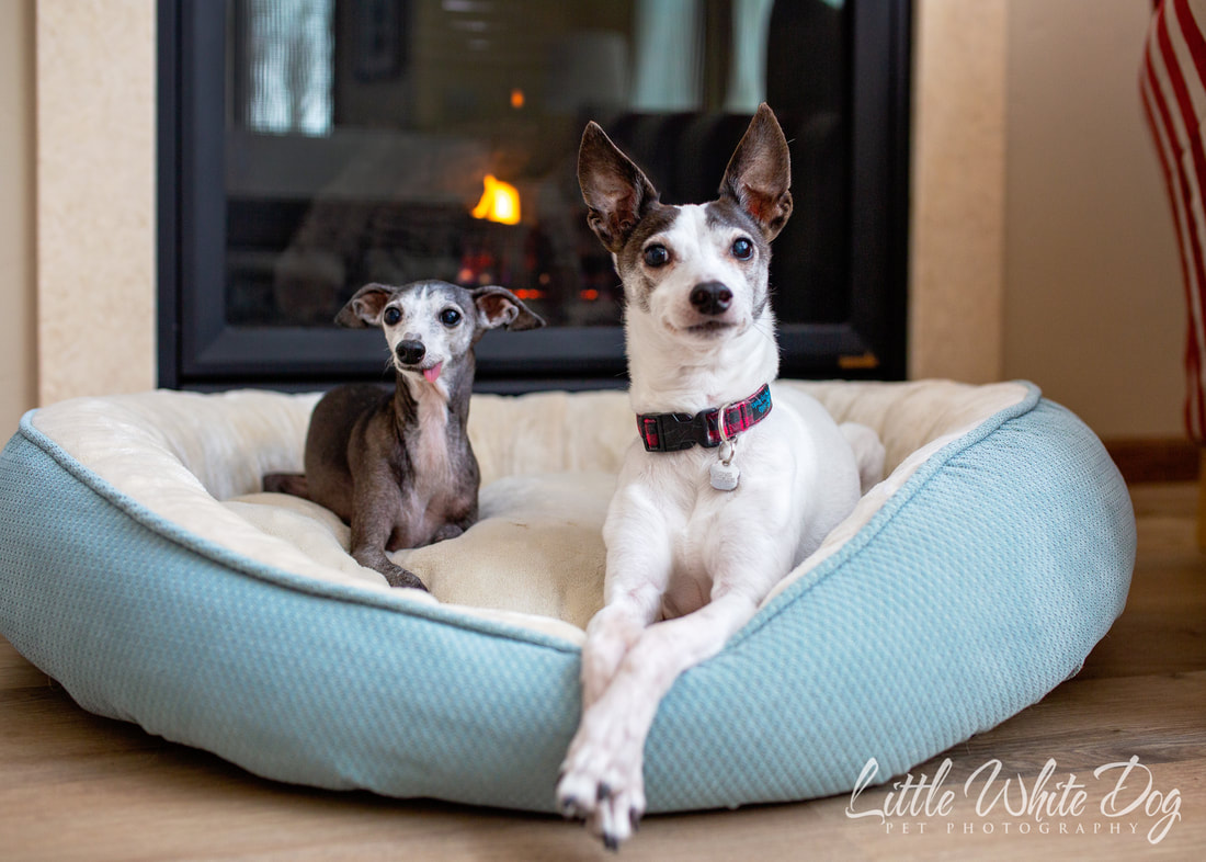 Italian greyhounds warming themselves in front of the fire