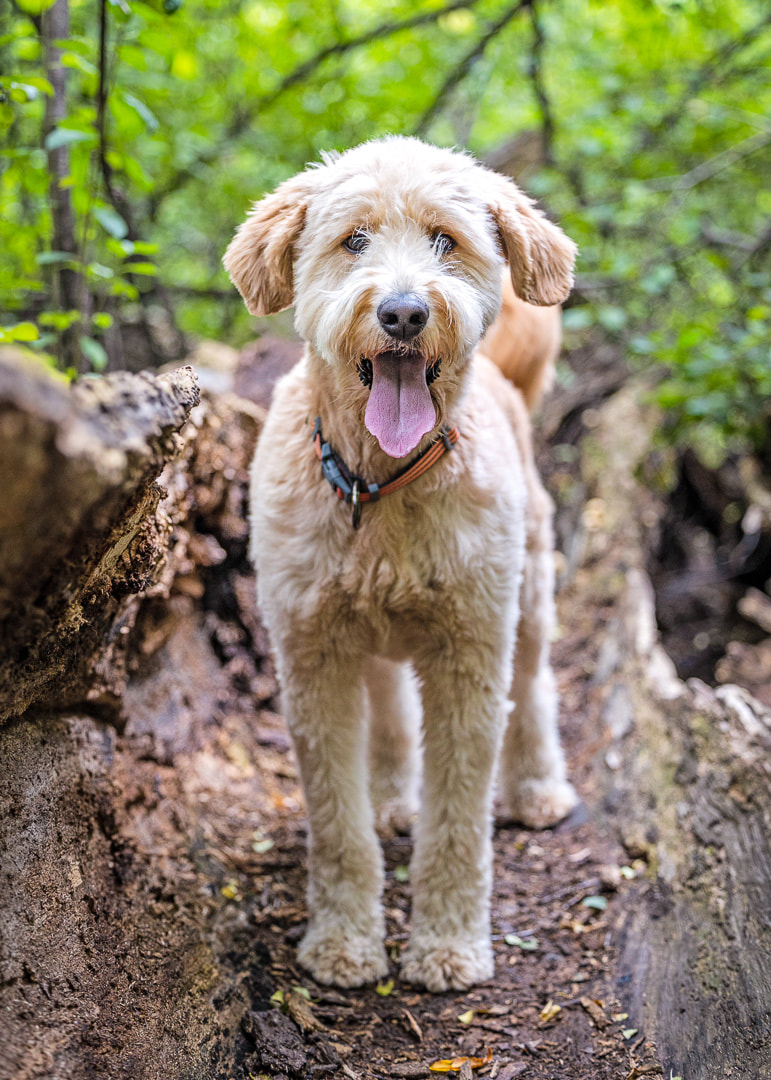 Golden doodle standing on a hollowed out log