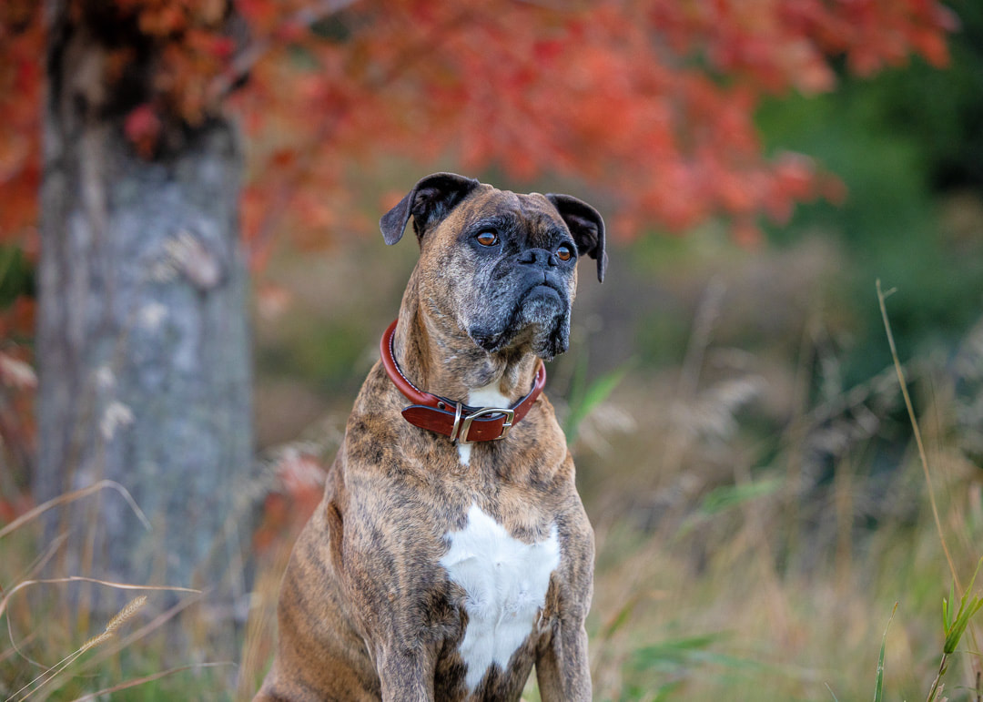 Brindle boxer dog sitting under a red fall tree
