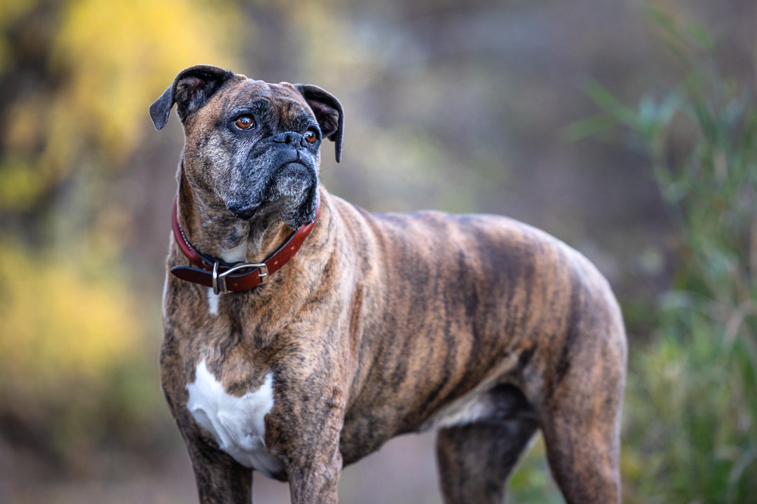 brindle boxer dog standing with fall colored trees in the background