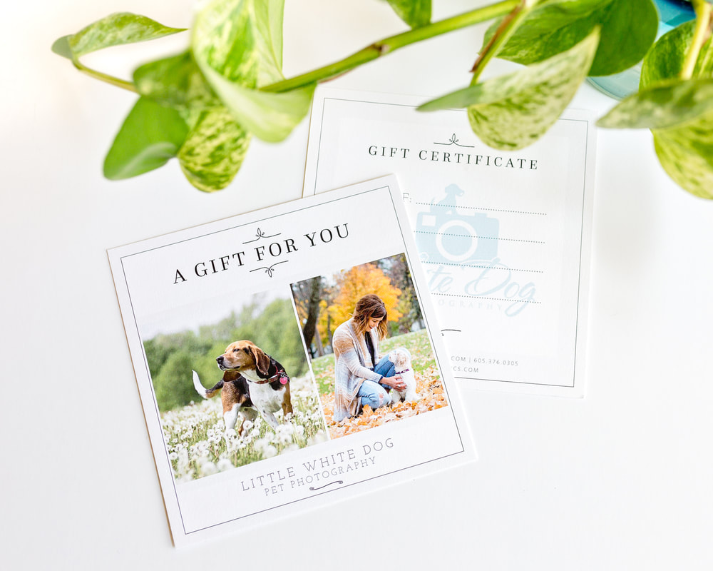 Gift Certificate for Little White Dog Pet Photography