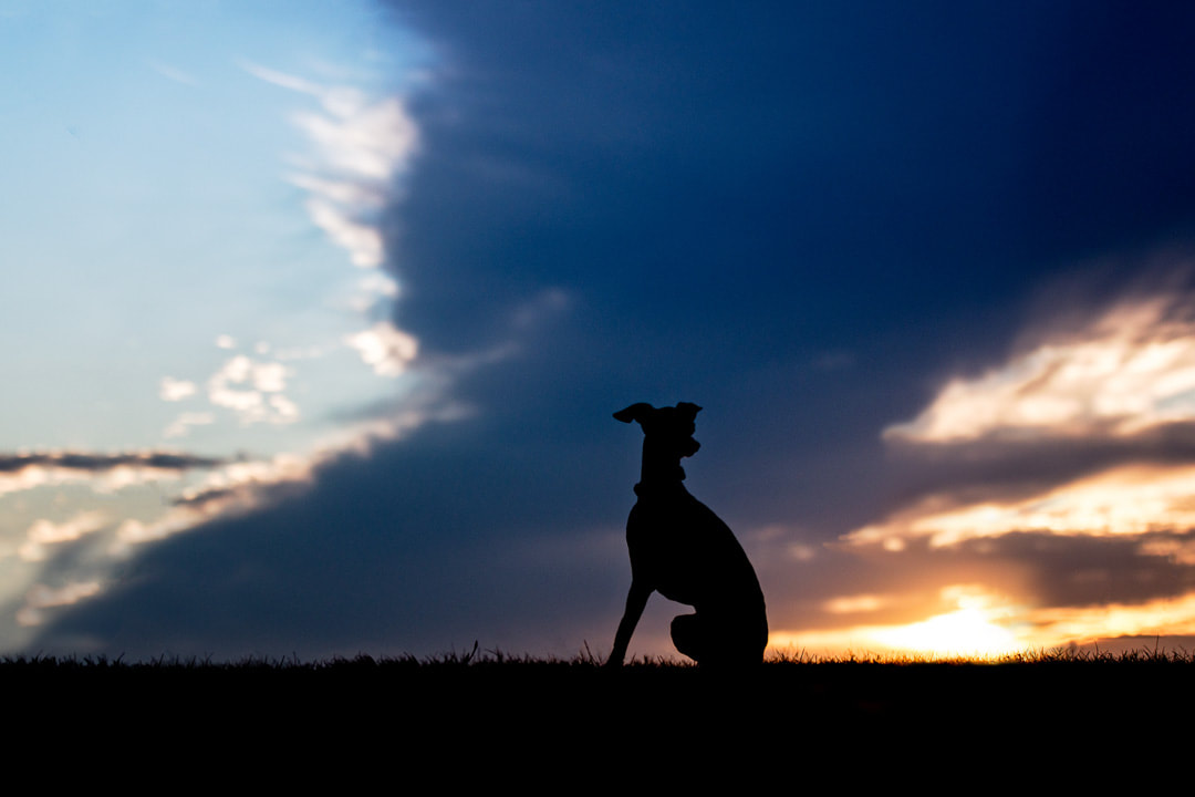 Italian greyhound silhouette at sunset