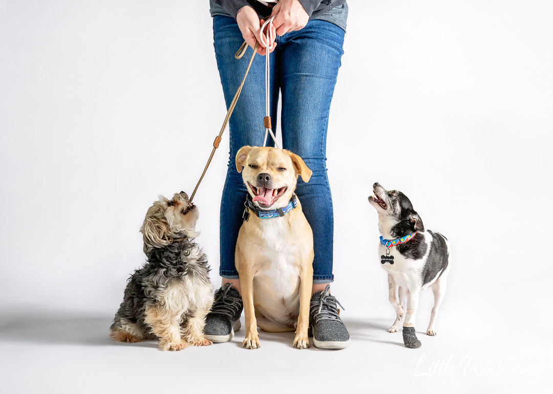 girl at studio shoot with three rescue dogs looking up at her for approval
