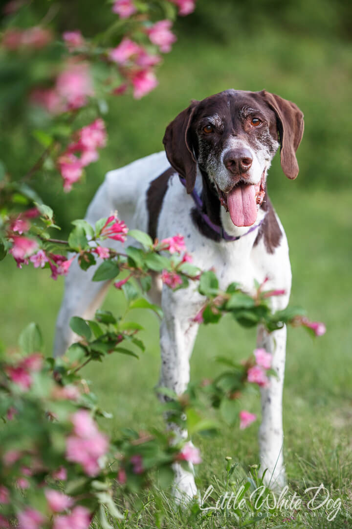 German short haired pointer looking at the camera through a pink floral bush.