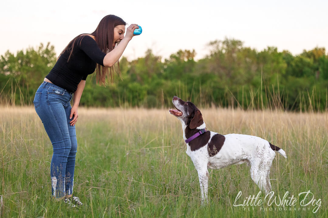 German short haired pointer playing ball with his owner.