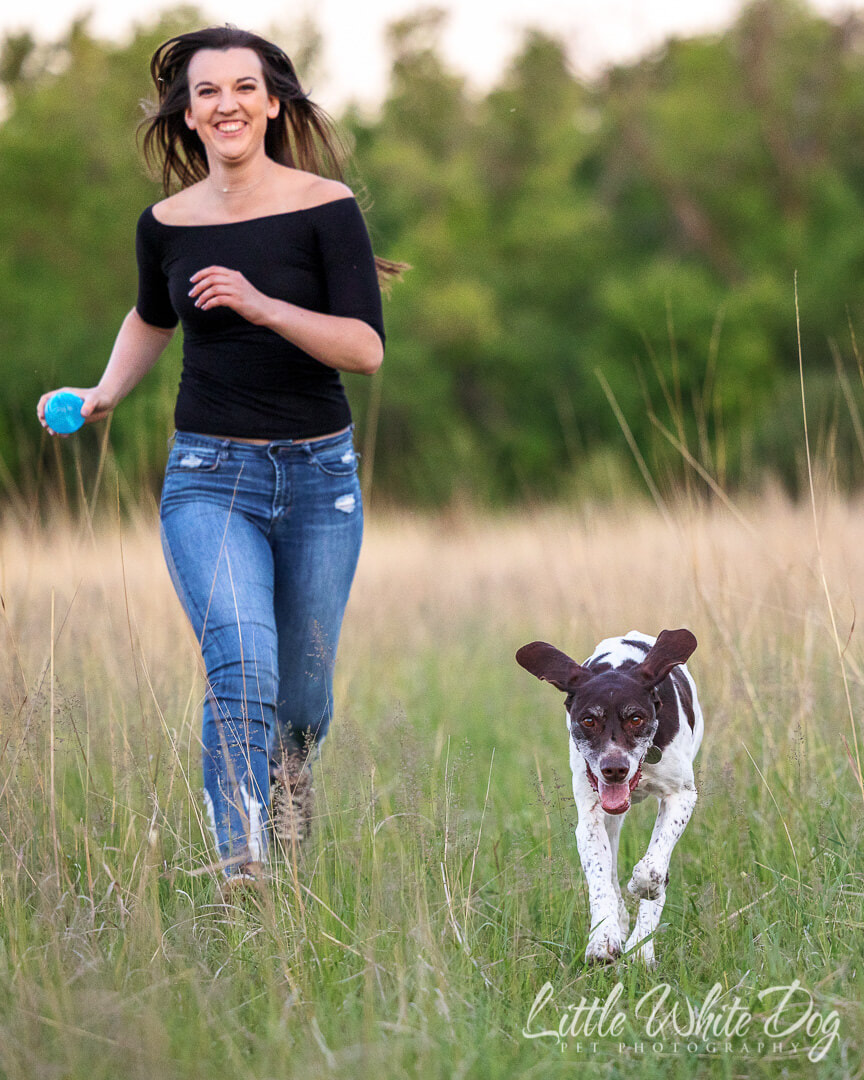 German short haired pointer running through the field with his owner.