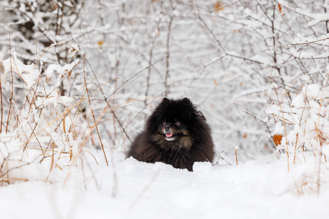 Black Pomeranian sitting a the snow surrounded by snow covered bushes.