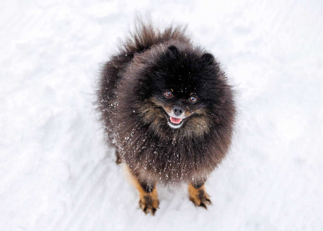 Black Pomeranian dog in the snow looking up at the camera and smiling.