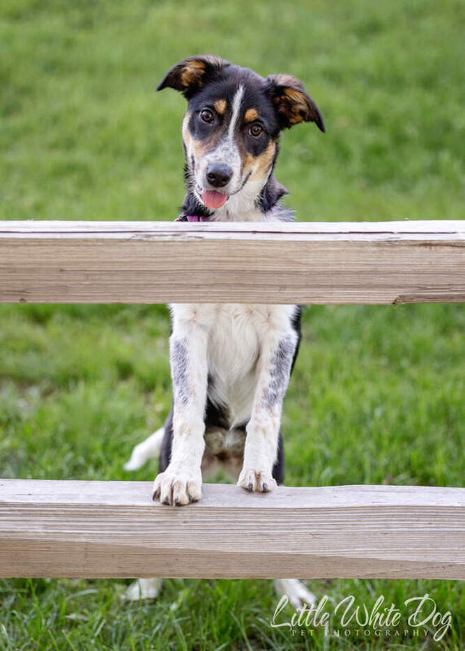 Border collie puppy with front paws on a wooden fence.