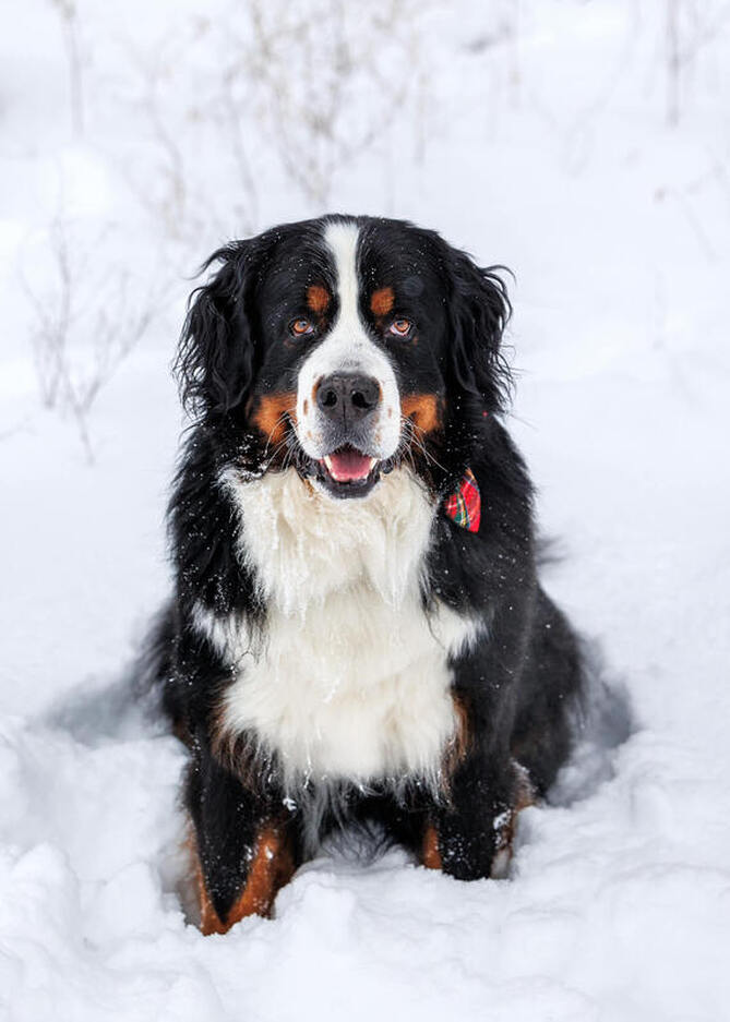 Bernese mountain dog smiling in the snow