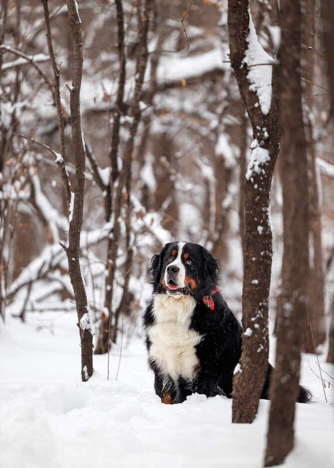 Bernese mountain dog sitting in a snowy fortest