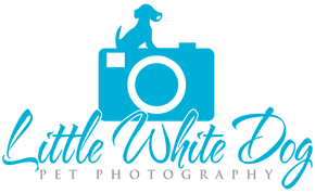 Little White Dog Pet Photography