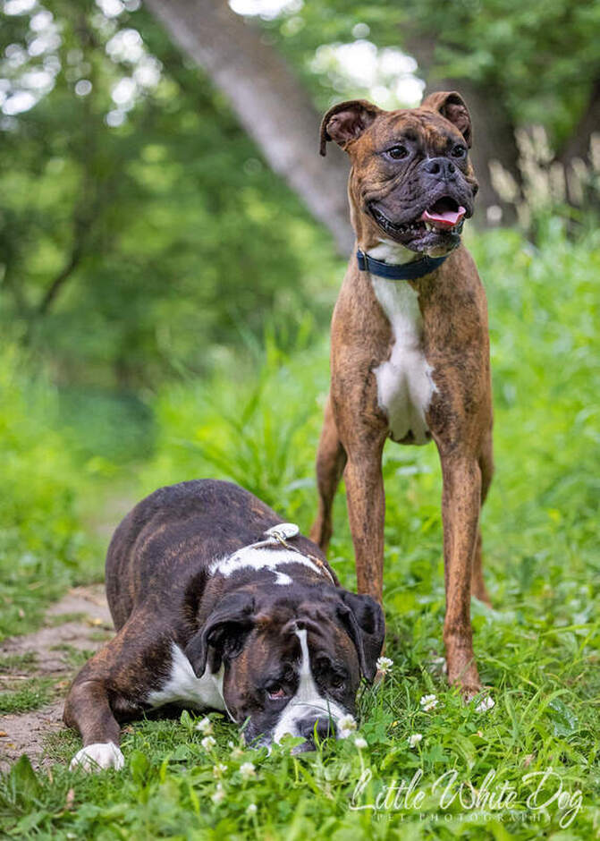 Brindle boxer dog laying down pouting because she doesn't want to pose with her brother.