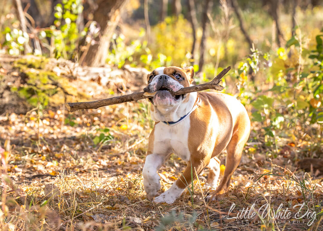 Bulldog puppy running with stick