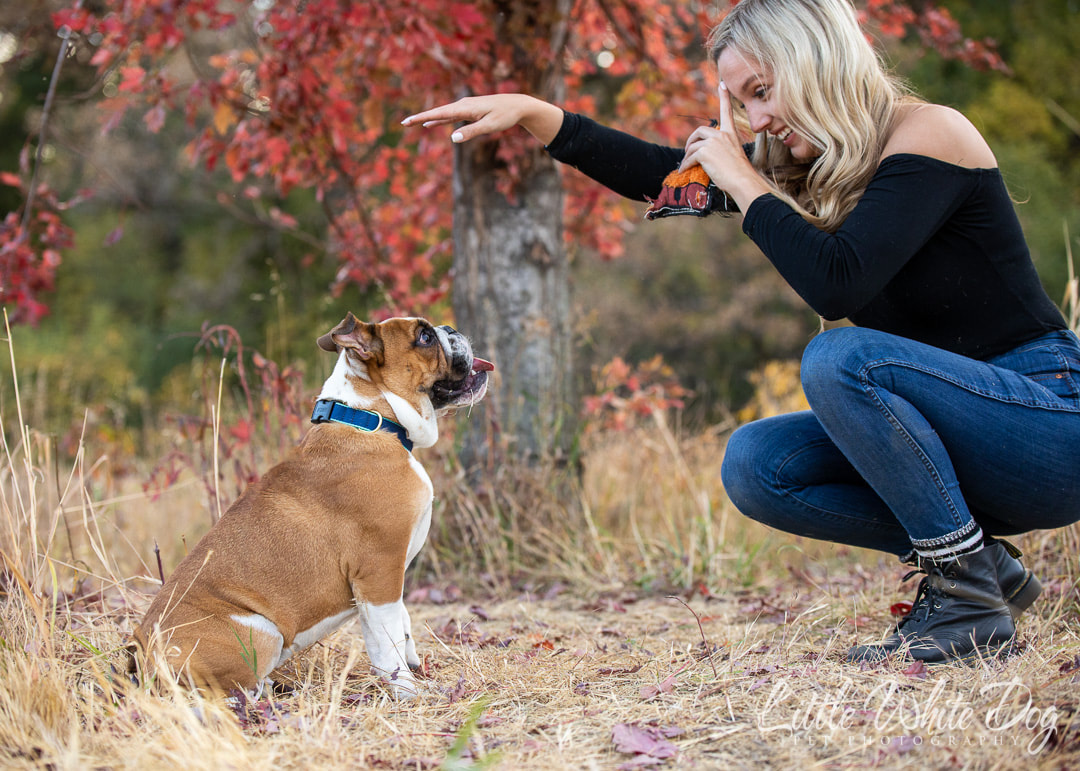 Bulldog playing with owner under a red tree