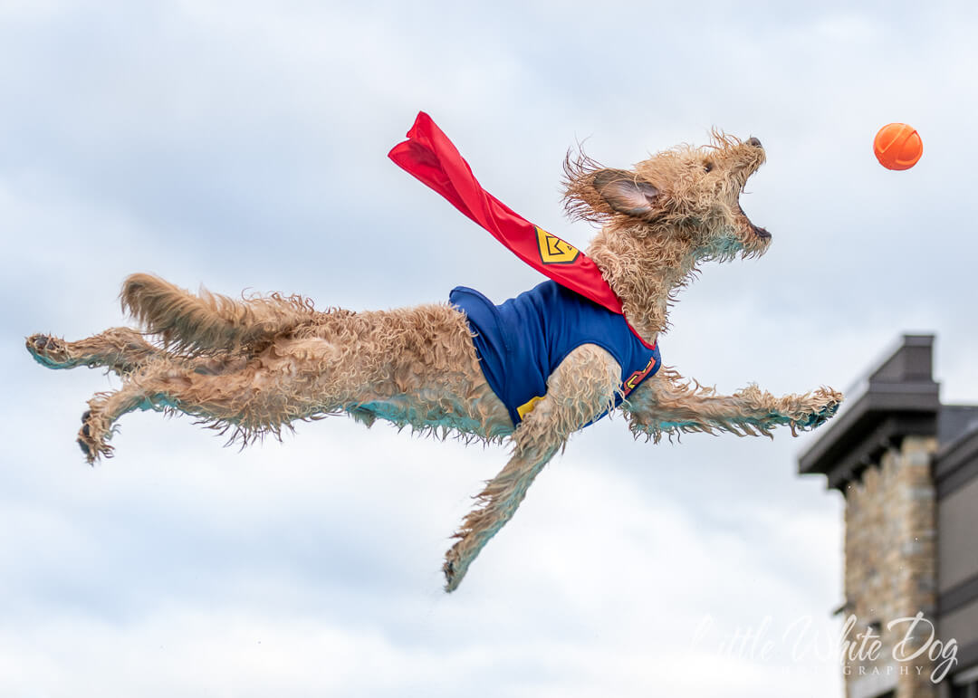 Dog in superman cape flying through the air catching a ball