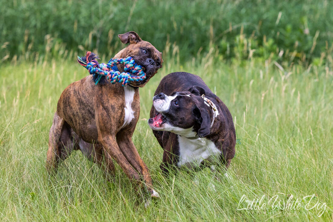 Two brindle boxer dogs playing with a rope toy in a field.