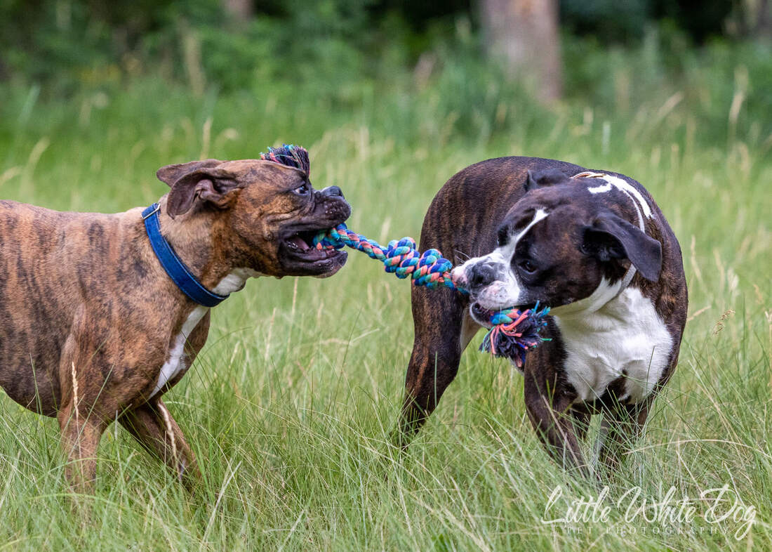 two brindle boxer dogs playing tug of war with a rope in a grassy field.