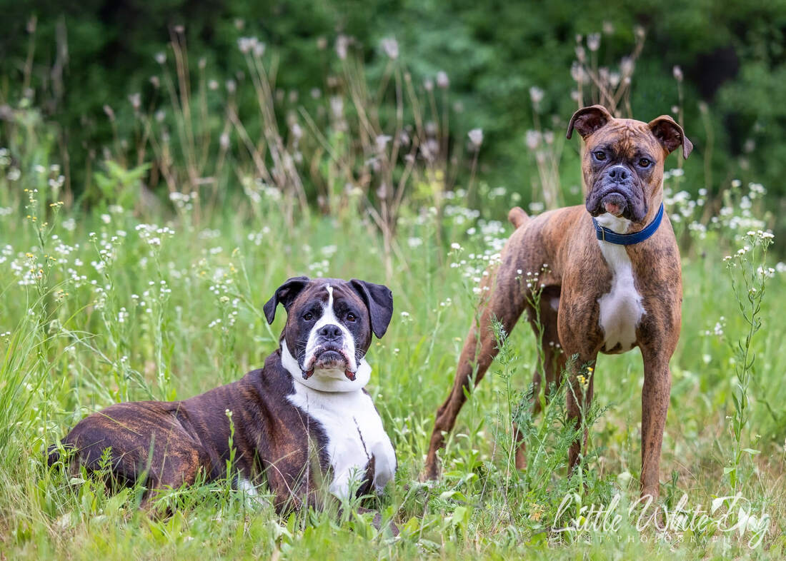 Two brindle boxers posing in a field of wildflowers.