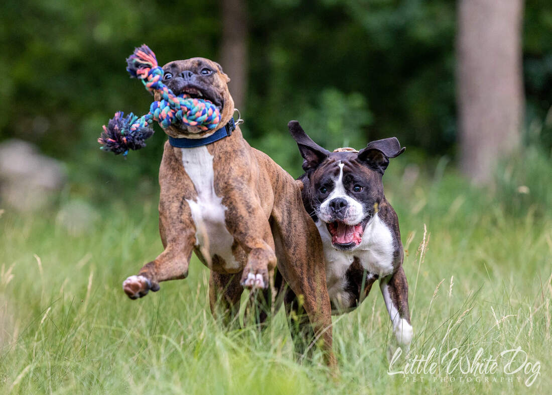 two brindle boxers running through a field together