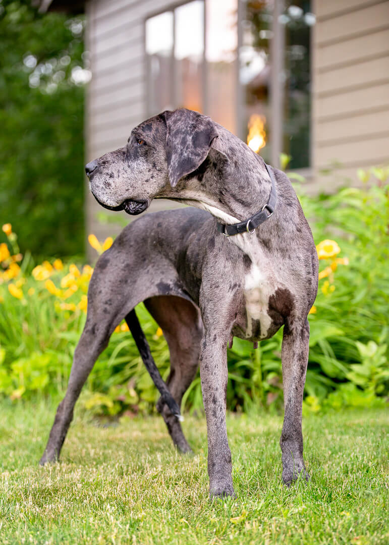 Black merle Great Dane standing in the grass looking over her shoulder to see who's making noise next door.