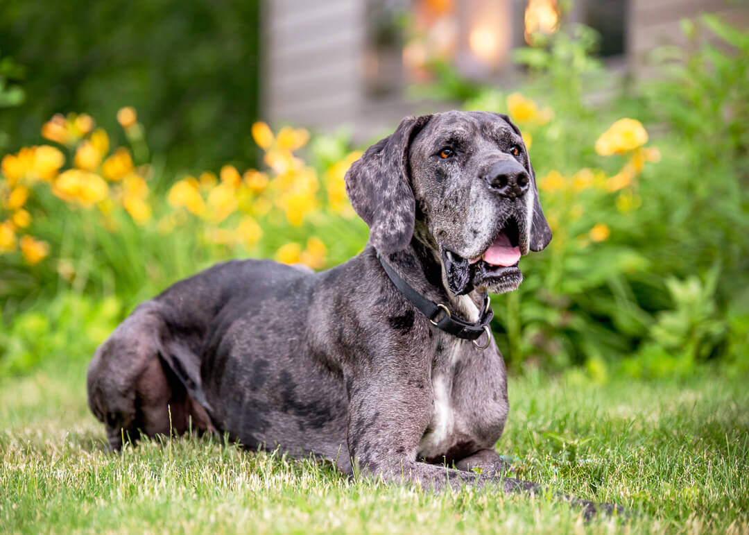 Black merle great dane laying in the grass with yellow flowers behind her