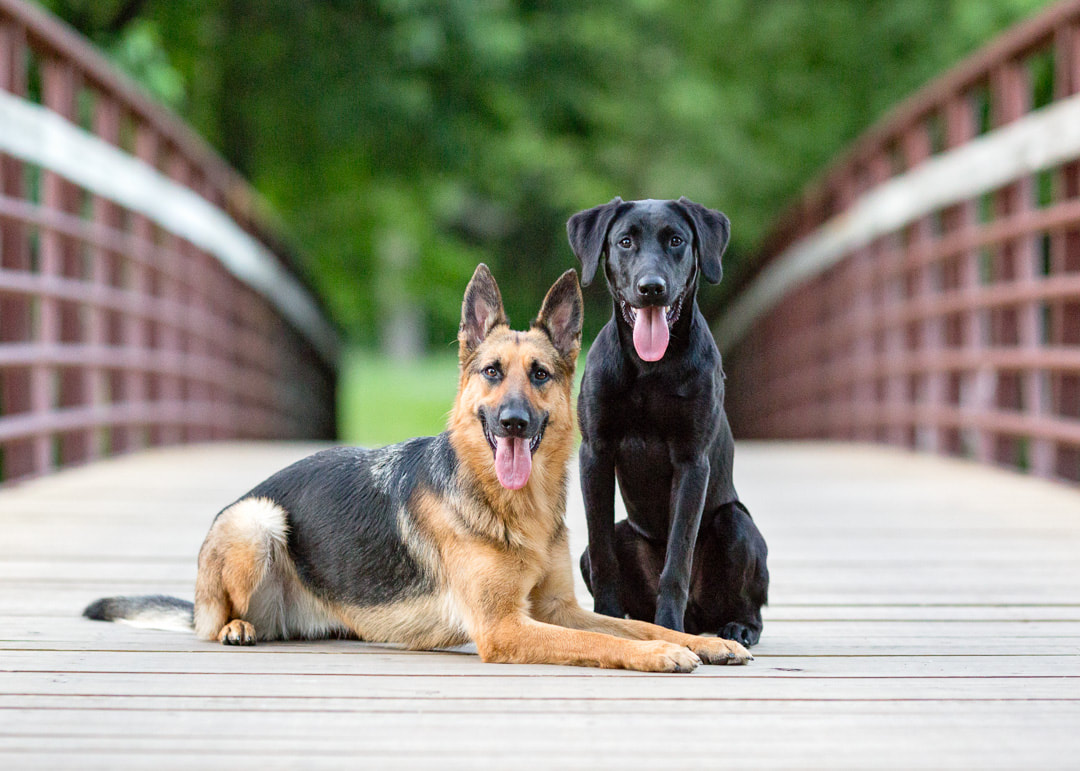 German shepherd and black lab posed on a bridge in Sioux Falls