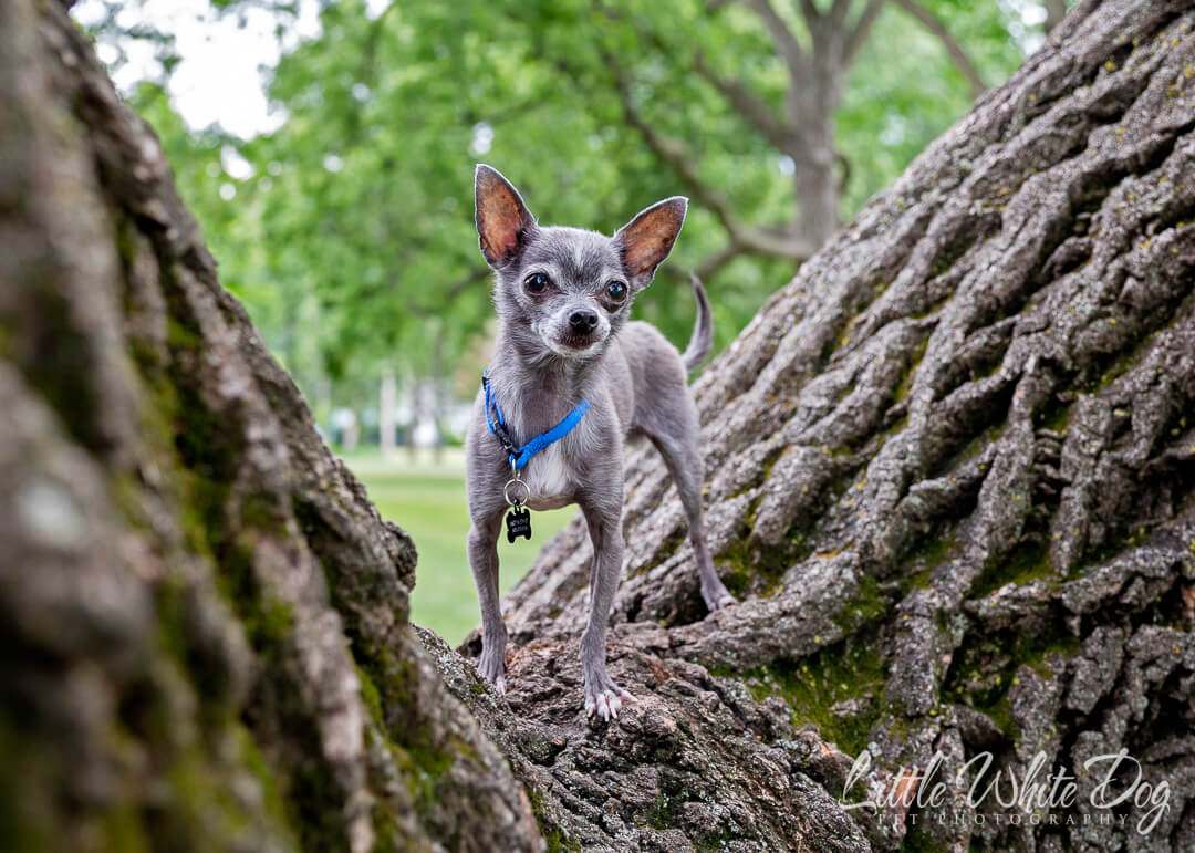 Tiny chihuahua standing in a tree