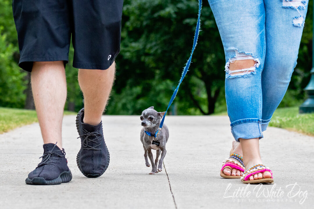 Tiny chihuahua walking on a leash down the sidewalk between his owners