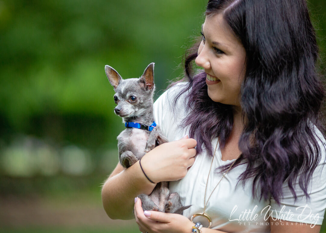 Tiny chihuahua held in his moms arms