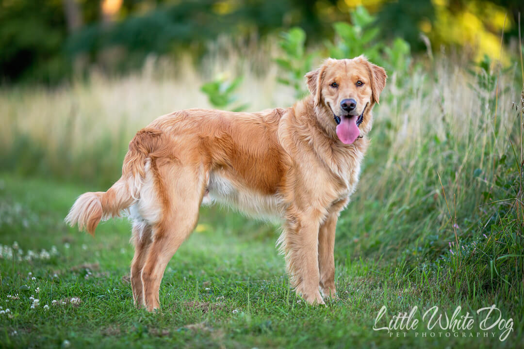 Golden retriever standing in evening grass looking at the camera