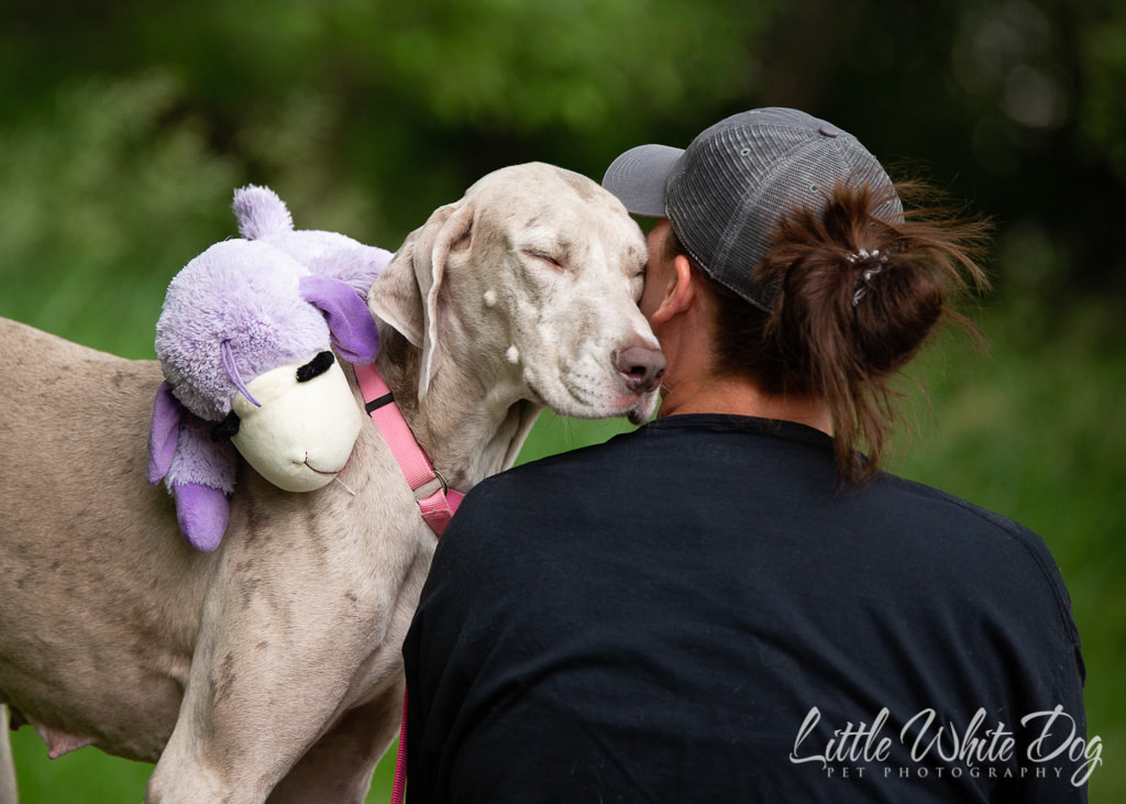 Lavendar Merle Great Dane with a sleeping stuffed lamb toy on her back leaning cheek to cheek with her dog mom while her eyes are closed