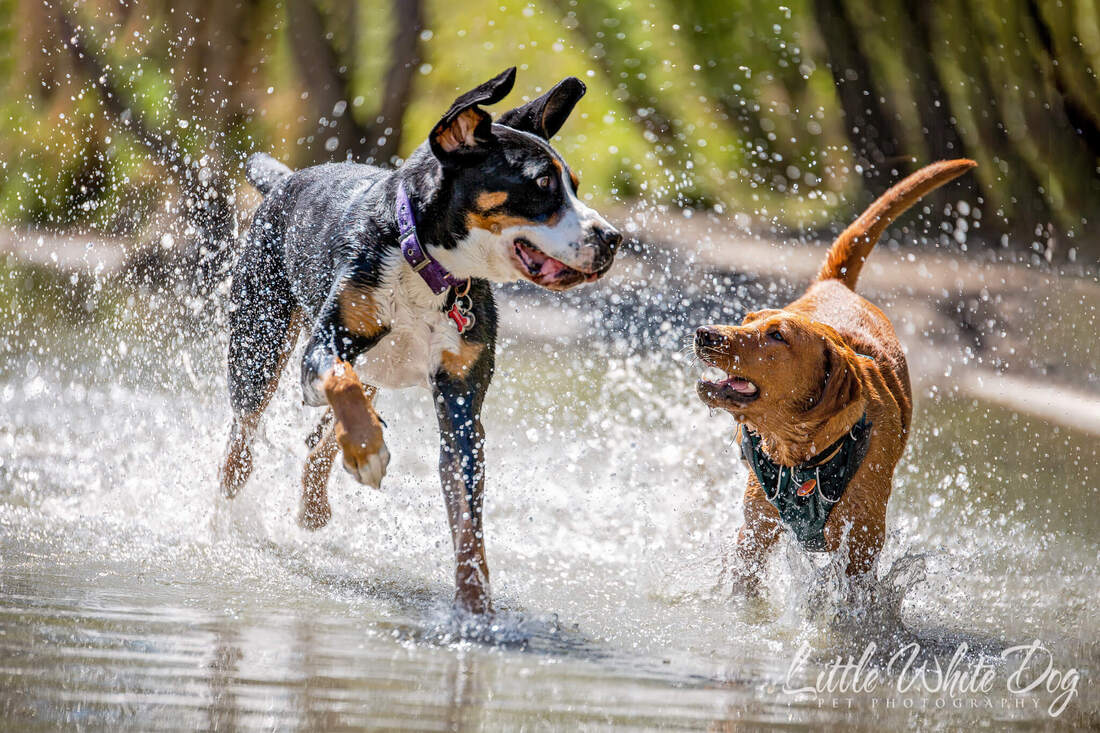 Greater Swiss Mountain dog playing with another dog in the water.
