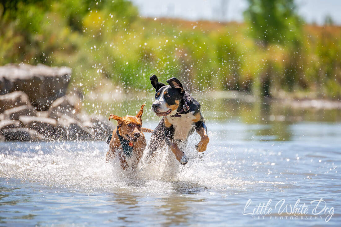 Two dogs running through the water having fun.
