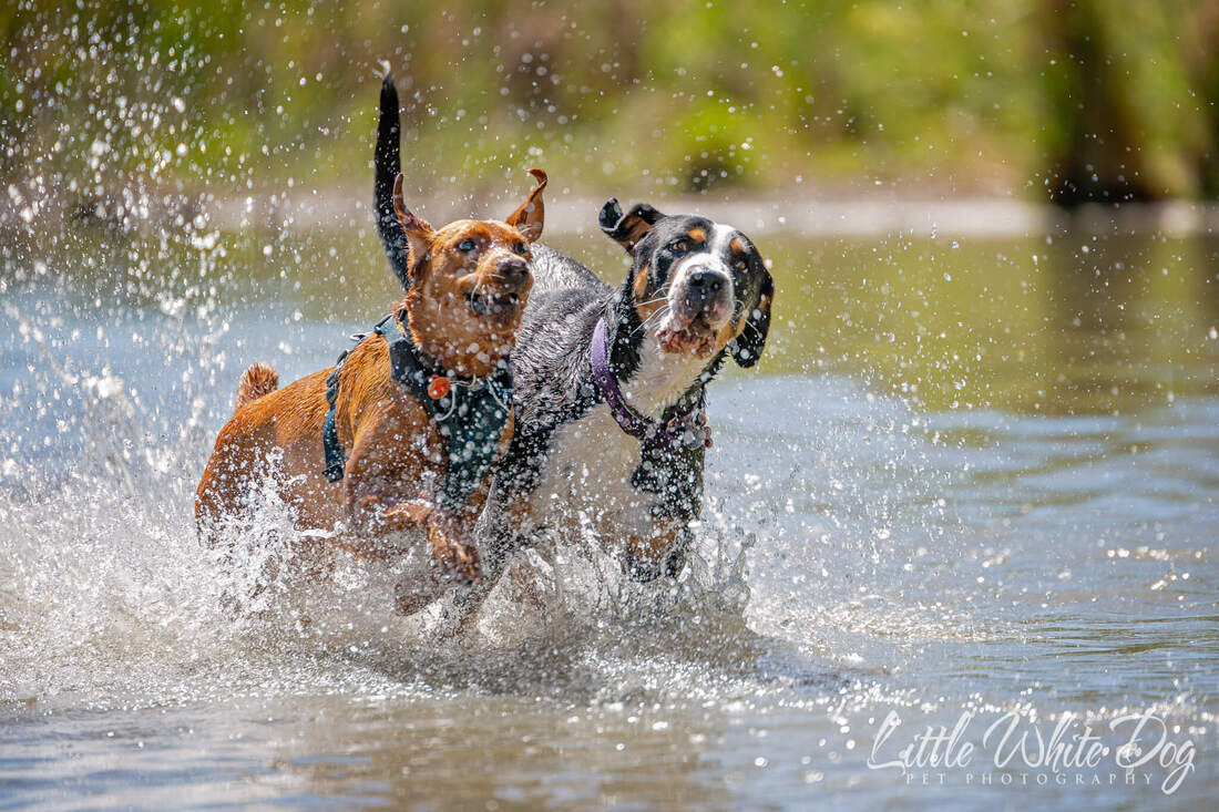 Greater Swiss Mountain dog running through the water with another dog side by side.